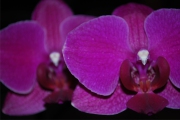 Blume 353