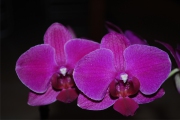 Blume 354