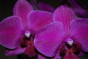 Blume 355