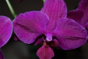 Blume 356