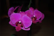 Blume 357
