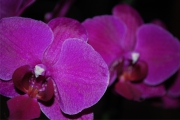Blume 358