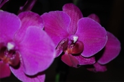 Blume 359