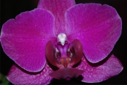 Blume 360