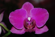 Blume 361