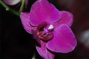 Blume 362