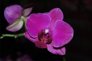 Blume 363