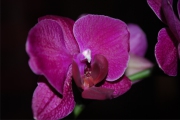 Blume 364