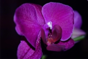 Blume 365
