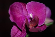 Blume 366
