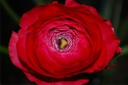 Blume 367
