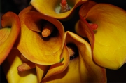 Blume 369