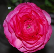 Blume 36
