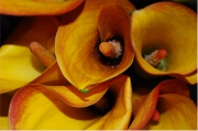 Blume 370