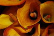 Blume 371