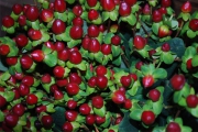 Blume 372