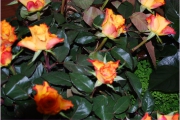 Blume 374