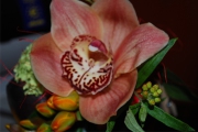 Blume 375