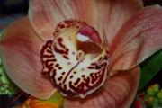 Blume 376