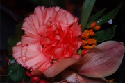 Blume 377