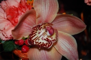 Blume 378