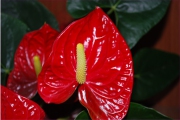 Blume 379
