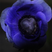 Blume 37