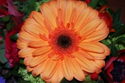 Blume 385