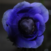Blume 38