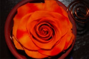 Blume 390