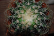 Blume 392