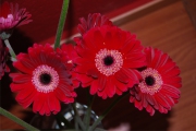 Blume 393