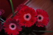 Blume 394