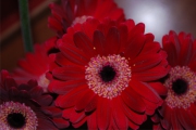 Blume 395