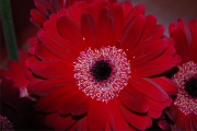 Blume 396