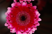 Blume 397