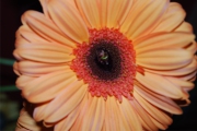 Blume 398