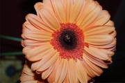 Blume 399