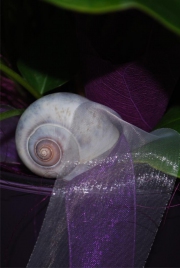 Blume 3