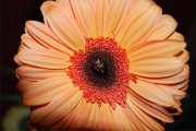 Blume 400