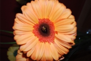 Blume 401