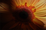 Blume 402