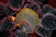 Blume 403