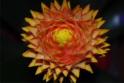Blume 411