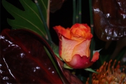 Blume 412