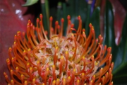 Blume 413
