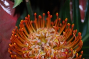Blume 414