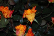 Blume 415