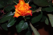 Blume 416