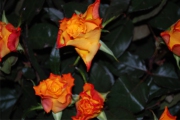 Blume 417